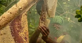 পহেলা এপ্রিল থেকে সুন্দরবনে শুরু হচ্ছে মধু আহরণ মৌসুম