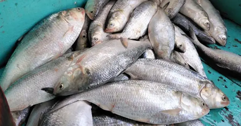 ইলিশ