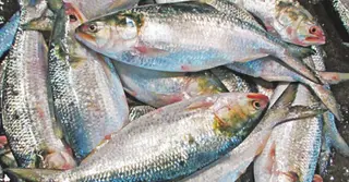 রমজানেও ভোলায় ইলিশের সংকট, কেজিতে দাম বেড়েছে ১৫০ টাকা পর্যন্ত