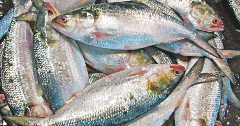 ইলিশ