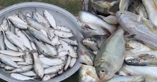 পহেলা বৈশাখ ঘিরে চাহিদা বেড়েছে ইলিশের; নিষিদ্ধ সময়েও চলছে আহরণ