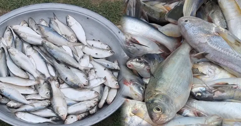 পহেলা বৈশাখ ঘিরে চলছে ইলিশ আহরণ