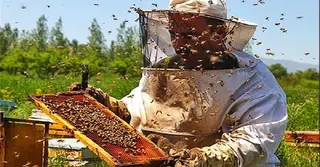 ইরাকে লবণাক্ত পানির আঘাতে মৌমাছি বিলীন, হুমকিতে মধু উৎপাদন ও বাস্তুতন্ত্র