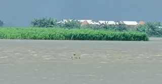 বৃষ্টিপাত ও পাহাড়ি ঢলে যমুনা নদীতে পানি বৃদ্ধি, বন্যার আশঙ্কা