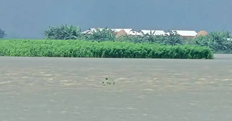 যমুনা নদীতে বাড়ছে পানি