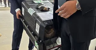 তারেক রহমানের সঙ্গে দেশে ফিরেছে পোষা বিড়াল ‘জেবু’