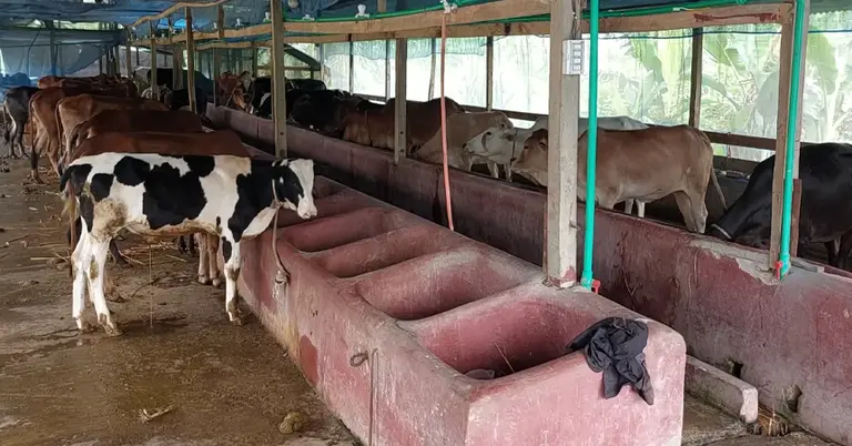 দেশি জাতের গরুর খামার