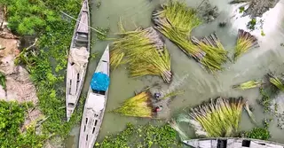 বগুড়ায় পাটের জমজমাট কেনাবেচা: ভালো দামে খুশি কৃষক, দুশ্চিন্তায় ব্যবসায়ীরা