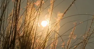 চরের কাশবনে কৃষকের আয়, কর্মসংস্থান তৈরি