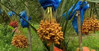 ময়মনসিংহে খেজুরের বাগান; বছরে আয় ৬০ লাখ টাকা
