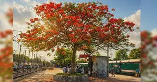 তপ্ত দুপুরে রাজবাড়ীর পথে পথে কৃষ্ণচূড়ার আগুনরাঙা আমন্ত্রণ