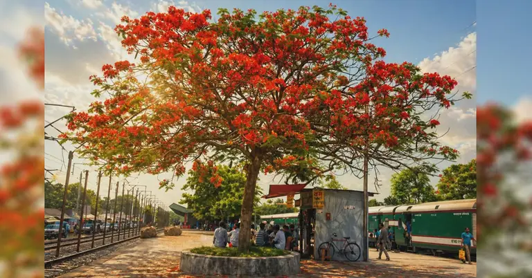 কৃষ্ণচূড়ার স্টেশন রোড