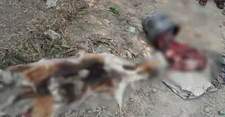 নওগাঁয় কুকুর জবাই করে ‘খাসির মাংস বলে’ বিক্রির চেষ্টা, কসাই উধাও