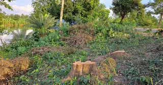 বিএনপি নেতার বিরুদ্ধে সড়কের পাশের লাখ টাকার গাছ কাটার অভিযোগ