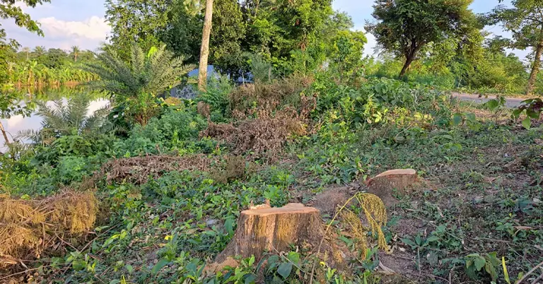 সড়কের পাশে কেটে নেয়া হয়েছে গাছ