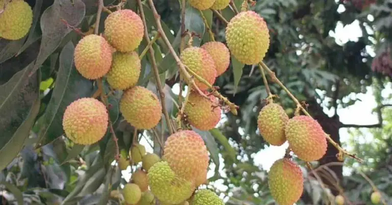 বেদেনা জাতের লিচুকে বলা হয় ‘লিচুর রাজা’