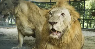 মিরপুর চিড়িয়াখানার খাঁচা থেকে বেরিয়ে গেছে সিংহ