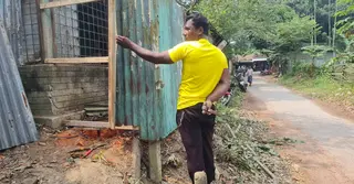 বাসাইলে স্কুলশিক্ষকের বিরুদ্ধে সরকারি গাছ কেটে বিক্রির অভিযোগ