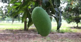 জিআই পণ্য নওগাঁর নাক ফজলি আম স্বাদে-গুণে অনন্য