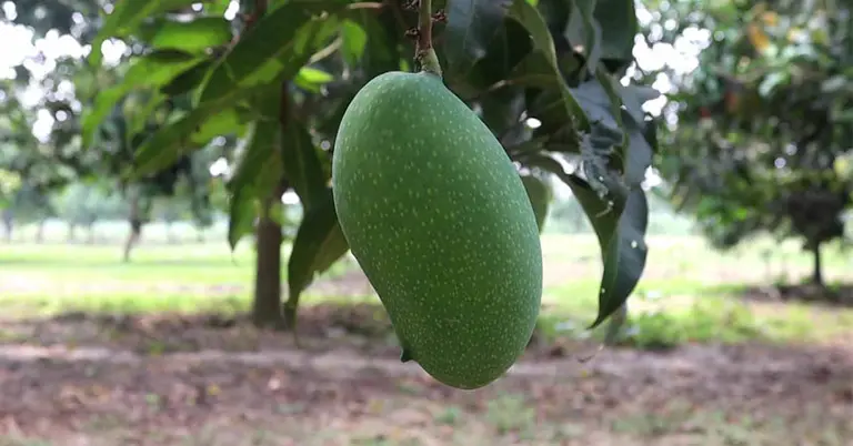 নাক ফজলি আম