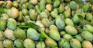 রাজশাহীতে শুরু আমের মৌসুম, টার্গেট ১৭০০ কোটি টাকার বাজার