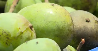হাড়িভাঙা আম বদলে দিয়েছে রংপুরের অর্থনীতি, বাড়ছে উৎপাদন ও সম্ভাবনা