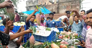 চাঁপাইনবাবগঞ্জে চিয়াংমাই আমের মণ ৭ হাজার টাকা