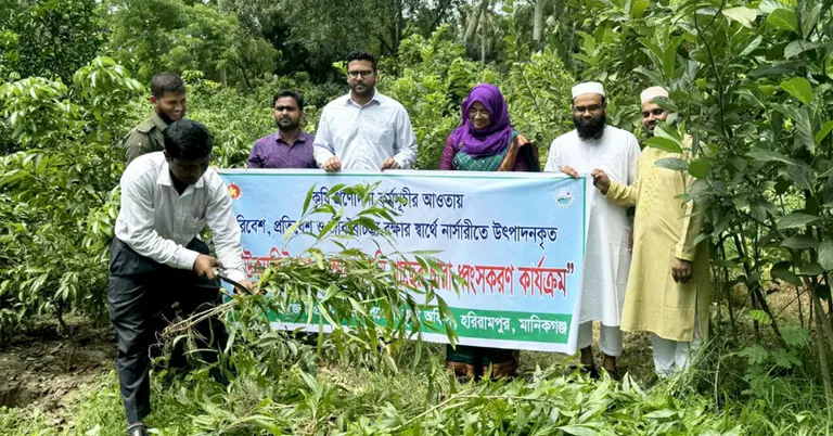 নিষিদ্ধ গাছের চারা ধ্বংস করছে প্রশাসন