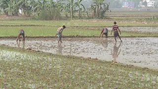 অতিরিক্ত চাষে নষ্ট হচ্ছে মাটির গুণাগুণ