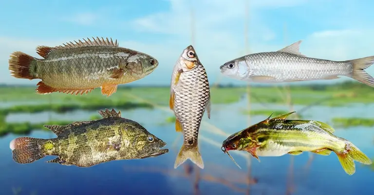 দেশি মাছে মিলল ক্ষতিকর মাইক্রোপ্লাস্টিক