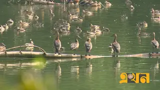 জাহাঙ্গীরনগর বিশ্ববিদ্যালয়ে কমছে পরিযায়ী পাখি