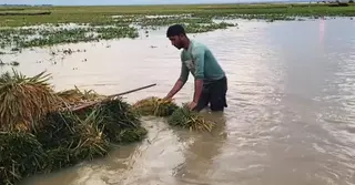 মৌলভীবাজারে নিম্নাঞ্চলের ধান এখনও পানির নিচে, ক্ষতিগ্রস্তদের সহায়তার ঘোষণা