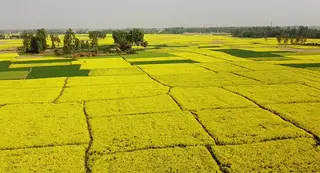 হিলিতে বেড়েছে সরিষা চাষ