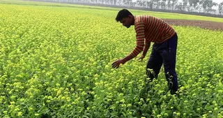 নওগাঁয় সরিষা চাষে ভালো ফলনের আশা