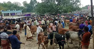বড় গরুর কদর নেই ময়মনসিংহে; ক্রেতার নজর ‘দেশি ষাঁড়ে’
