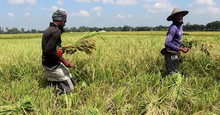 ধান কাটায় ব্যস্ত চাষিরা