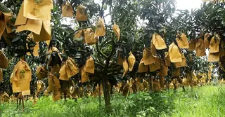 নওগাঁয় ফ্রুট ব্যাগিংয়ে দ্বিগুণ খরচ: কাঙ্ক্ষিত দাম পাওয়া নিয়ে শঙ্কায় আম চাষিরা