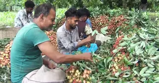 নড়াইলের লিচু চাষ: মৌসুমে দুই কোটি টাকার বিক্রি, দেশের অন্তত ২০ জেলায় সরবরাহ