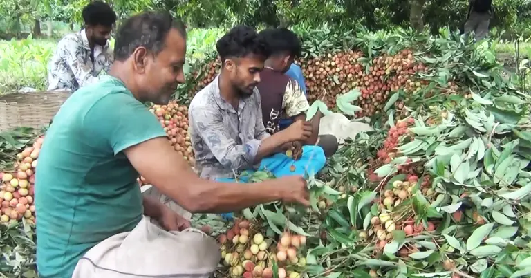 লিচু সংগ্রহ করছেন চাষিরা