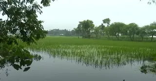 টানা বৃষ্টিতে নাটোরে ডুবে গেছে রোপা আমন, দিশেহারা কৃষকরা