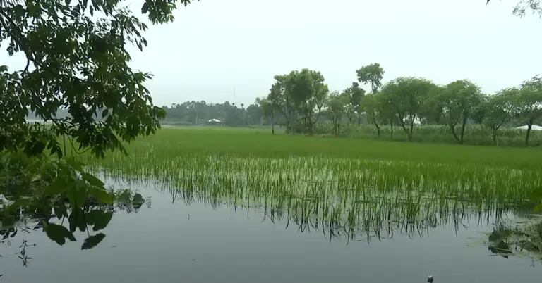 বৃষ্টিতে তলিয়ে যাওয়া  নাটোরে রোপণ করা রোপা আমন ধান