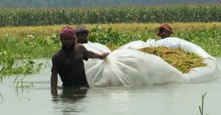 উজানের পানিতে ডুবছে চলনবিলের বোরো ধান: হতাশায় হাজারো কৃষক