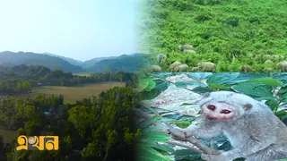 প্রাণীশূণ্য ৪০ কিলোমিটার বনভূমি