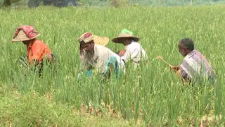 গ্রীষ্মকালীন পেঁয়াজ চাষে আগ্রহ বেড়েছে, কাঙ্ক্ষিত বৃদ্ধি না থাকায় শঙ্কায় চাষিরা