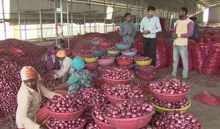 ভারতে প্রতি মণ পেঁয়াজ নেমেছে ২শ' রুপিতে