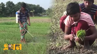 কুষ্টিয়ায় পেঁয়াজের আবাদ বেড়েছে