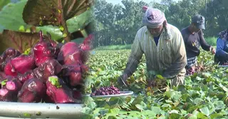 সাতক্ষীরার পতিত জলাবদ্ধ জমিতে বাড়ছে পানিফল চাষ