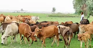 ৬ হাজার কোটি টাকার লেনদেনের আশা, প্রস্তুত পটুয়াখালীর কোরবানির পশু