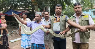 গাজীপুরে বিলুপ্ত প্রজাতির অজগর উদ্ধার