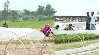 বগুড়ায় বছরে প্রায় ৪০ কোটি টাকার চারা বিক্রি